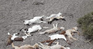 Complicada situación por la muerte masiva de cabras en la zona del sur de Mendoza