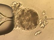 Nace un caballo en la Argentina con técnicas de fertilización desarrolladas para humanos