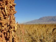 Trabajan para reintroducir la quinoa en departamentos precordilleranos de San Juan