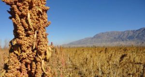 Trabajan para reintroducir la quinoa en departamentos precordilleranos de San Juan