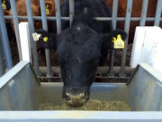 Un estudio posiciona la genética de los toros argentinos en el mundo