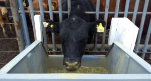 Un estudio posiciona la genética de los toros argentinos en el mundo