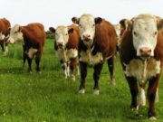Nueva Zelanda abre su mercado a la importación de bilis bovina de Argentina