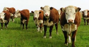 Nueva Zelanda abre su mercado a la importación de bilis bovina de Argentina