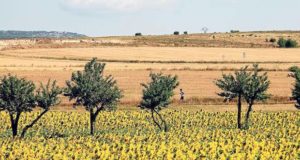 Bajan las expectativas de viabilidad para la campaña agrícola 2018/19