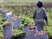 El trabajo de niños y niñas llega al 20 por ciento en el área rural