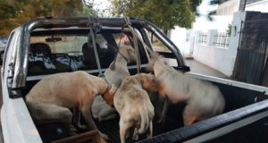 Hambreados y golpeados: la Policía detuvo a un hombre en Villa Mercedes por maltrato animal