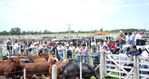 Buena Esperanza: remate de Mondino con máximos de $58 para los terneros de 150 kilos