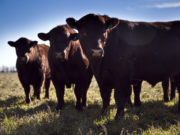 La Argentina exportará semen bovino y bubalino congelado a Pakistán