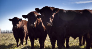 La Argentina exportará semen bovino y bubalino congelado a Pakistán