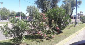Villa Mercedes: recambio de 242 laureles de flor en boulevard de Avenida 25 de Mayo