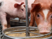 Mejorar la alimentación y bajar los antibióticos para los cerdos