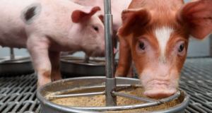 Mejorar la alimentación y bajar los antibióticos para los cerdos