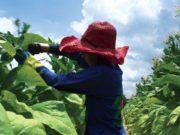 El gobierno de Jujuy legaliza el trabajo infantil