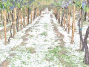 Estado de desastre en varias localidades de Mendoza por una feroz granizada
