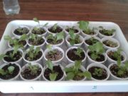 INTA estudia nuevo compost orgánico para la producción de lechuga