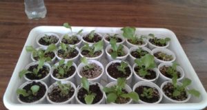 INTA estudia nuevo compost orgánico para la producción de lechuga