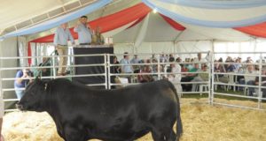 San Luis: pagaron $250 mil por un Angus puro de pedigree de cabaña «La Paz» de Werthein