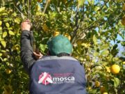 Mosca de los Frutos: trabajan para confeccionar un mapa fenológico de los frutales en San Luis