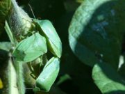 Insectos y bacterias, aliados contra la soja