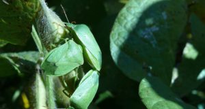 Insectos y bacterias, aliados contra la soja