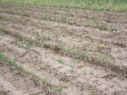 Una intensa pedrea destruyó la producción en San Miguel