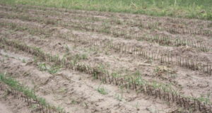 Una intensa pedrea destruyó la producción en San Miguel