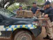 El negocio del mascotismo: la policía recuperó en un operativo aves en cautiverio