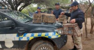 El negocio del mascotismo: la policía recuperó en un operativo aves en cautiverio