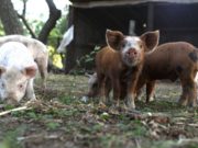 Avisá al Senasa: todos podemos cuidar el estatus sanitario de la Argentina