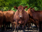 Declaración de nacimiento, muerte de animales y cambio de titularidad por autogestión