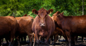 Declaración de nacimiento, muerte de animales y cambio de titularidad por autogestión