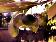 El cambio climático impacta sobre el olivo