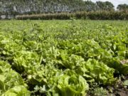 Senasa amplió el uso de productos fitosanitarios registrados en cultivos menores