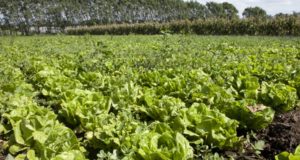 Senasa amplió el uso de productos fitosanitarios registrados en cultivos menores