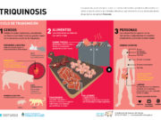 Viajero responsable: recomendaciones para prevenir el contagio de la triquinosis