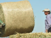Heno de alfalfa: oportunidad de negocio para la Argentina