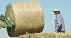 Heno de alfalfa: oportunidad de negocio para la Argentina