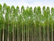 Tratarán en extraordinarias el régimen de inversiones para bosques cultivados