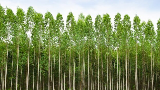 03 - 12 - bosques cultivados