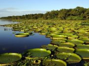 Los Esteros del Iberá se incorporaron en la lista de los parques nacionales