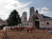 La fiscal pidió que la Sociedad Rural devuelva el predio al Estado