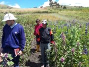 INTA participa de una cooperación internacional con Ecuador