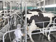 Los cambios del dólar generan cambios comerciales internos