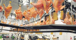 Minerva Foods busca comprar las plantas de pollo y cerdo de Quickfood