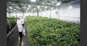 Compraron tierra en San Juan para cultivar cannabis medicinal