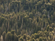 Sancionaron la prórroga de la Ley 25.080 de inversiones para los bosques cultivados