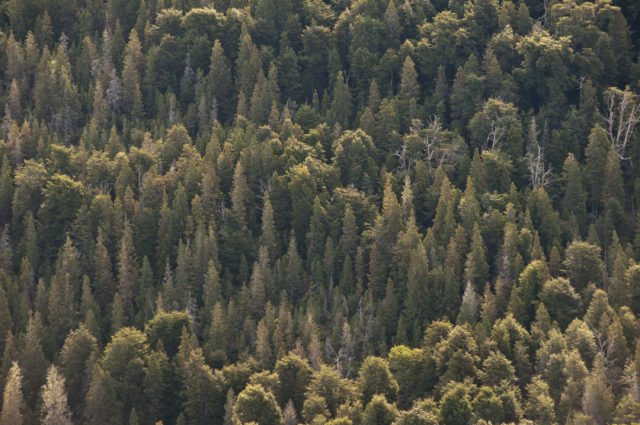13 - 12 - bosques implantados