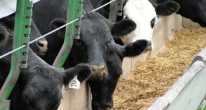 Ganadería: Evalúan el impacto de la dieta en la emisión de gases