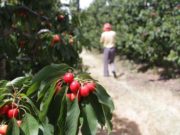 Las cerezas argentinas ingresarán a China